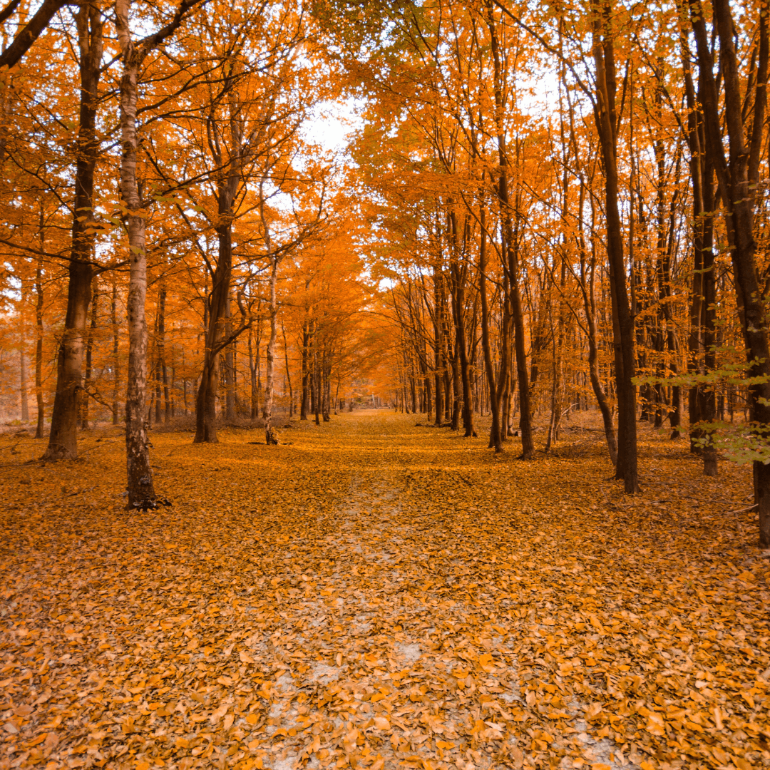 Autumn leaves and trees.