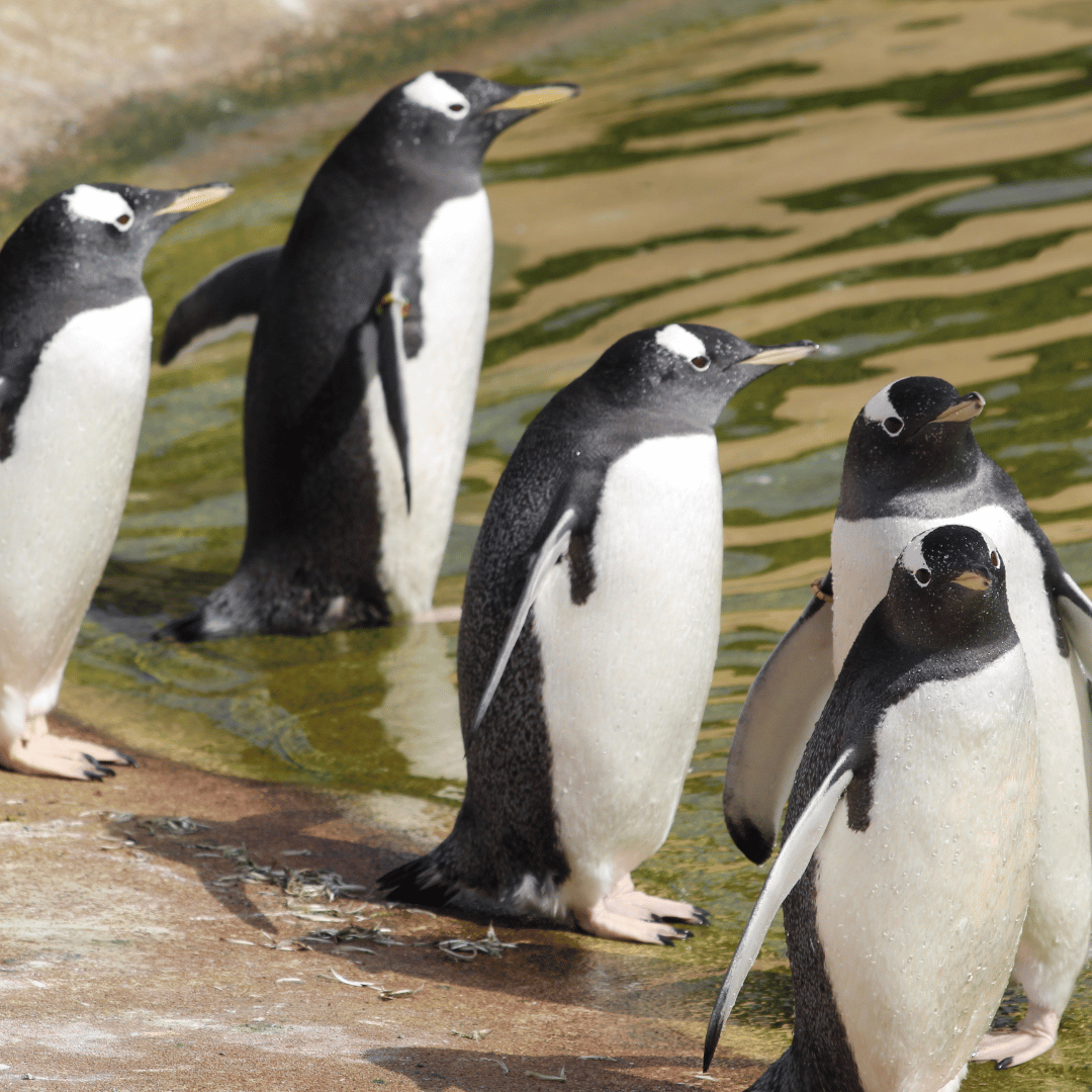 penguins